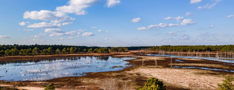 Franklin Parker Preserve landscape Photograph