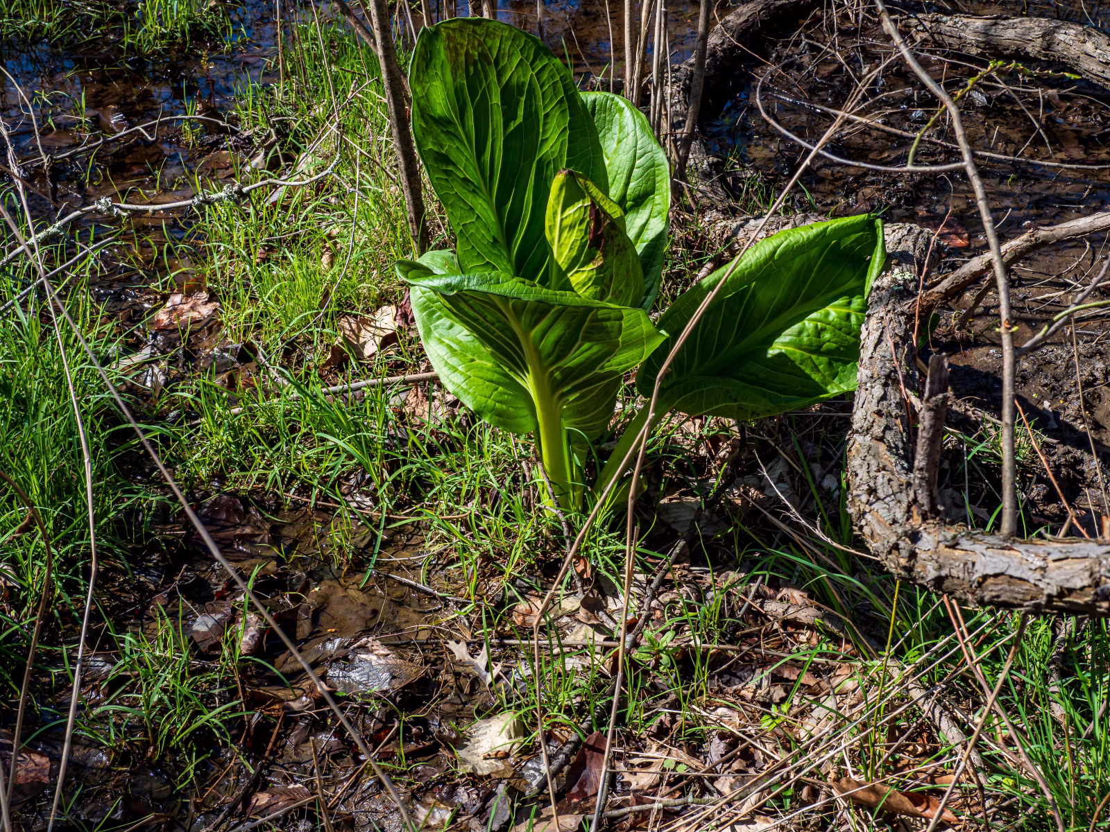 skunk cabbage photo